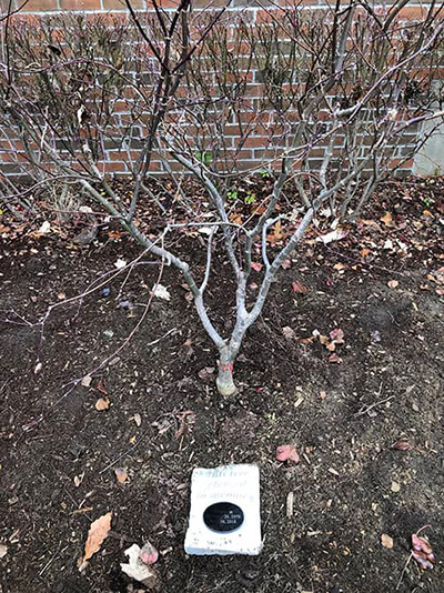 Dentist in Shelby Township MI